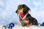 sitting American Miniature Dachshund