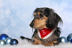 lying American Miniature Dachshund