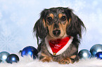 lying American Miniature Dachshund