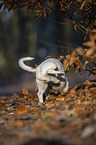 American dachshund marks his territory