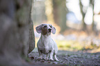 standing  American Dachshund