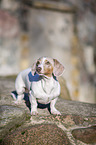 standing  American Dachshund