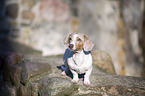 standing  American Dachshund