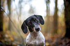 Dachshund in the autumn forest