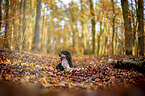 Dachshund in the autumn forest