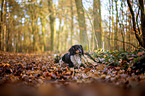 Dachshund in the autumn forest