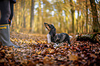 Dachshund in the autumn forest