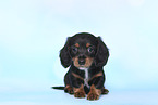 American Miniature Dachshund Puppy