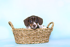 American Miniature Dachshund Puppy