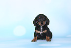 American Miniature Dachshund Puppy