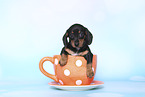 American Miniature Dachshund Puppy