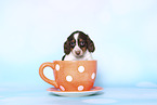 American Miniature Dachshund Puppy
