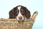 American Miniature Dachshund Puppy