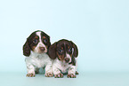 2 American Miniature Dachshund Puppies