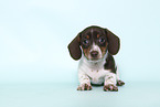 American Miniature Dachshund Puppy