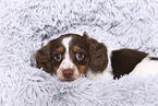 American Miniature Dachshund Puppy