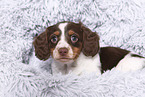 American Miniature Dachshund Puppy