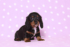 American Miniature Dachshund Puppy