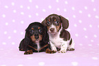 2 American Miniature Dachshund Puppies