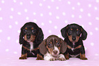 3 American Miniature Dachshund Puppies