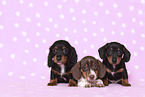 3 American Miniature Dachshund Puppies