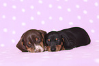 2 American Miniature Dachshund Puppies