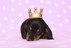 American Miniature Dachshund Puppy