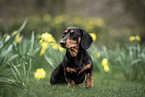 American Dachshund