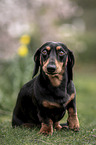 American Dachshund