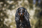 female american miniature dachshund