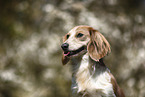 female american miniature dachshund