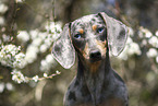 female american miniature dachshund