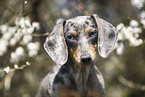 female american miniature dachshund