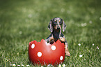 female american miniature dachshund