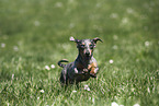 female american miniature dachshund