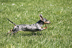 female american miniature dachshund