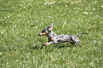 female american miniature dachshund