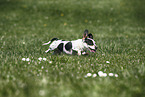 female american miniature dachshund
