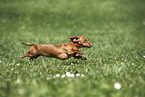 female american miniature dachshund