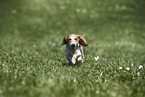female american miniature dachshund
