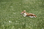 female american miniature dachshund