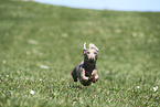 male american miniature dachshund