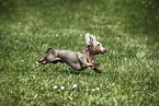 male american miniature dachshund