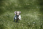 male american miniature dachshund