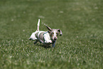 male american miniature dachshund