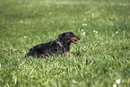 female american miniature dachshund