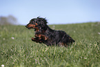 female american miniature dachshund