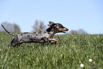 female american miniature dachshund