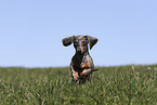 female american miniature dachshund