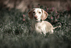 American Miniature Dachshund